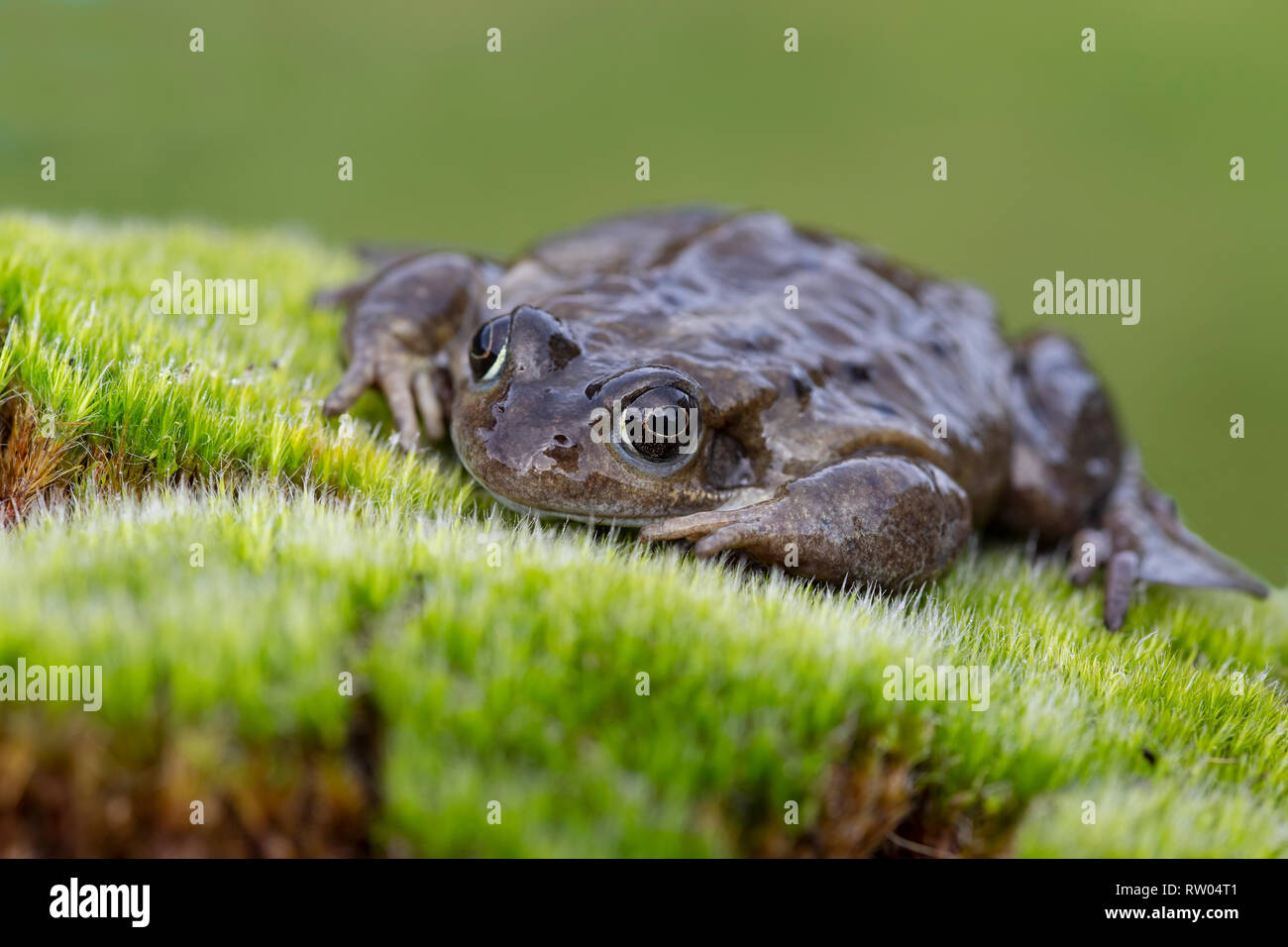 Ravvicinata di una rana Comune o Comune Europea di rana temporaria Rana su una banca di muschio vicino al laghetto Foto Stock