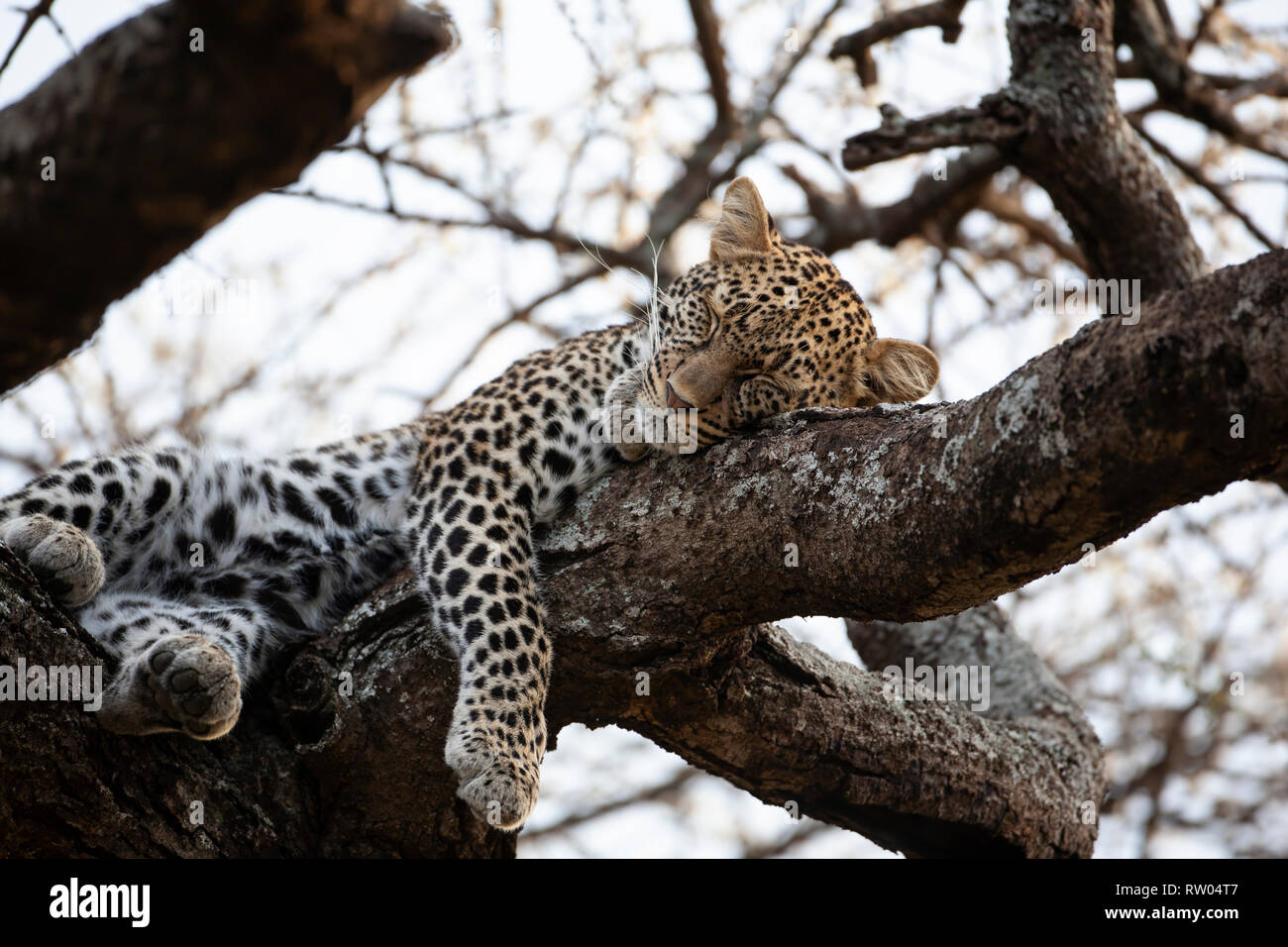 Leopard Panthera pardus dormire nei rami a forcella di un grande albero nel calore del giorno in Ndutu Tanzania Africa orientale Foto Stock