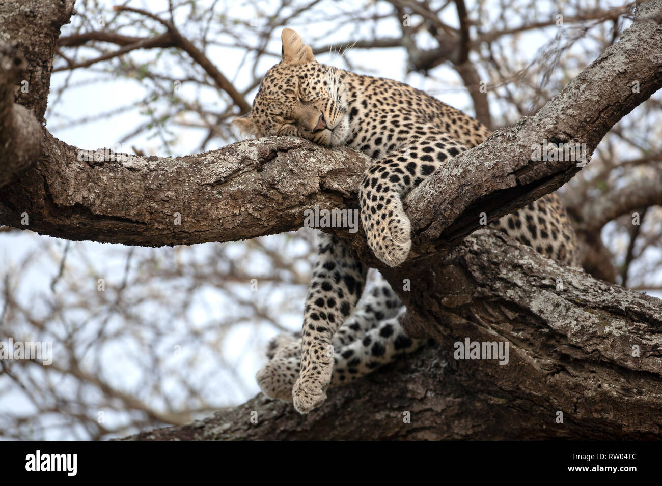 Leopard Panthera pardus dormire nei rami a forcella di un grande albero nel calore del giorno in Ndutu Tanzania Africa orientale Foto Stock