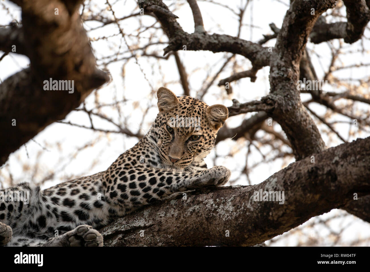 Leopard Panthera pardus guardando giù inquisitively dai rami a forcella di un grande albero in Ndutu Tanzania Africa orientale Foto Stock