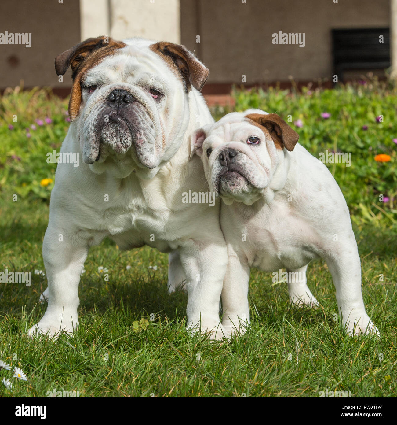 Bulldog e cucciolo bulldog Foto Stock