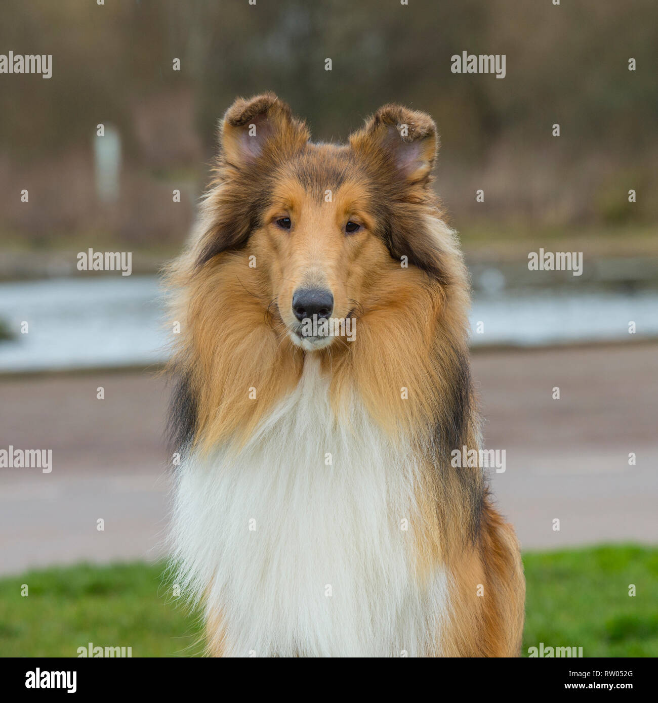 Ruvida cane Collie Foto Stock