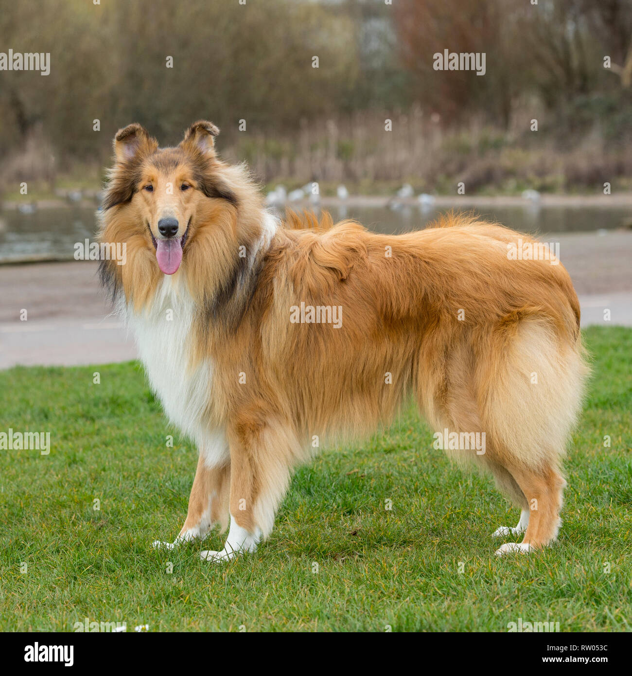 Ruvida cane Collie Foto Stock