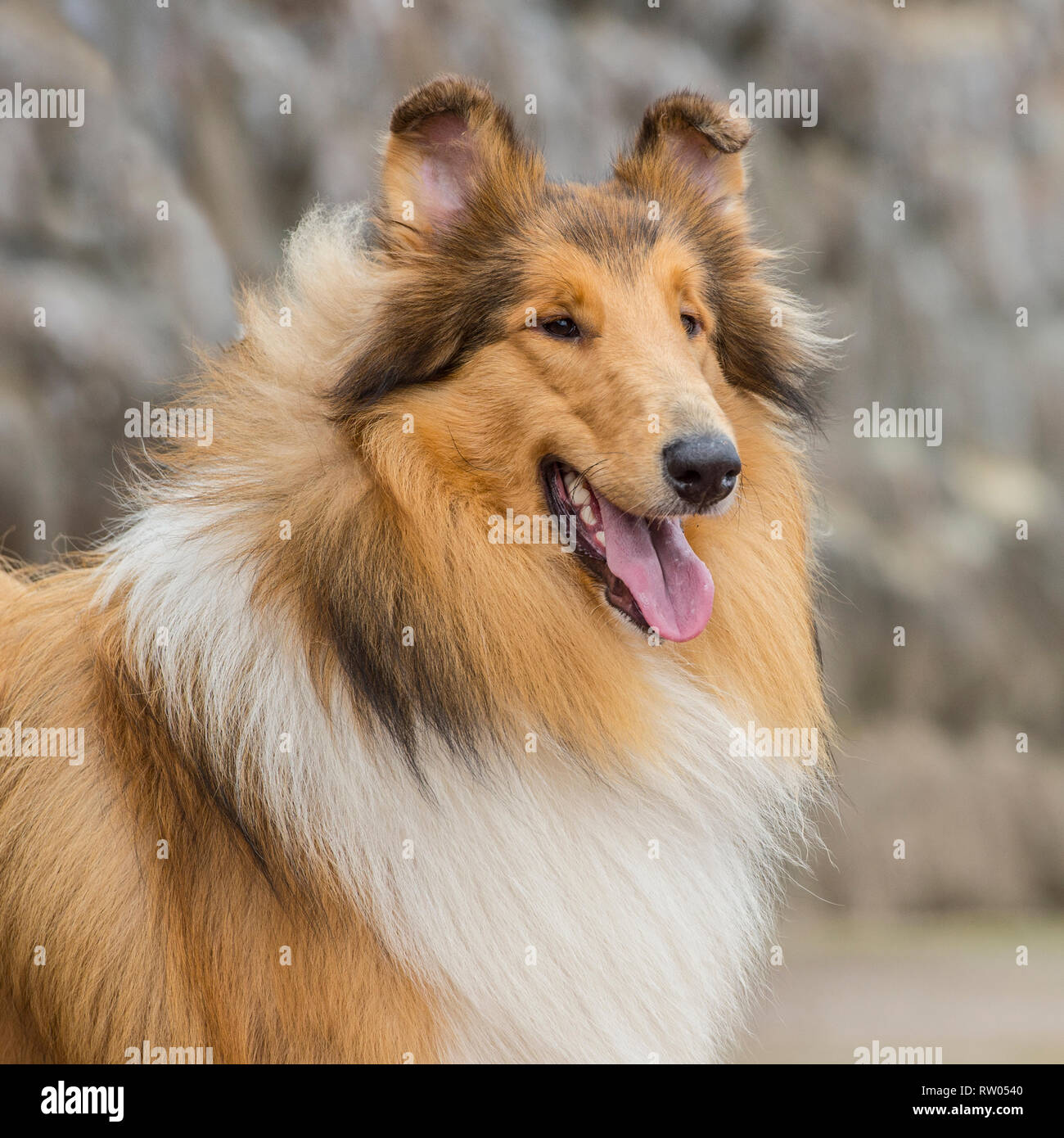 Ruvida cane Collie Foto Stock