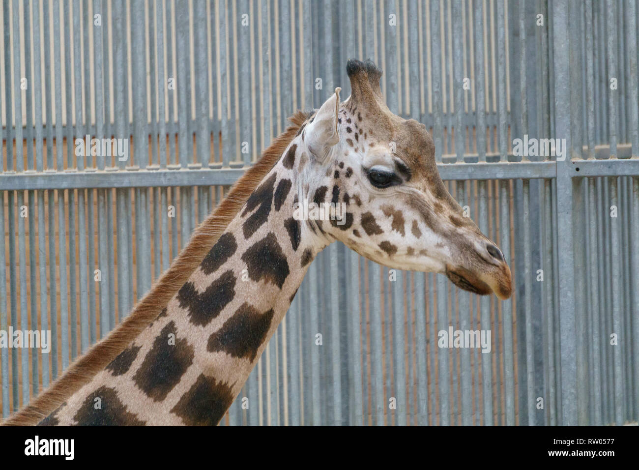 La giraffa di masticazione e leccare a un albero Foto Stock