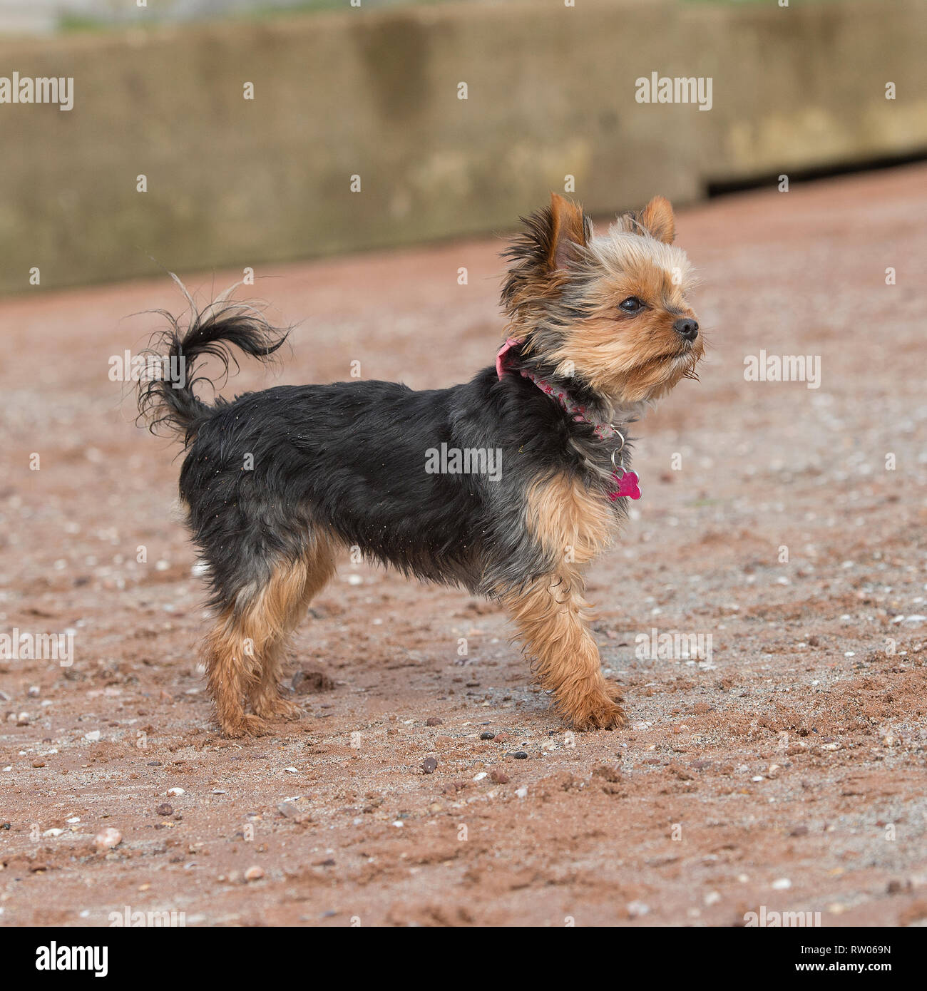 Yorkshire Terrier Foto Stock