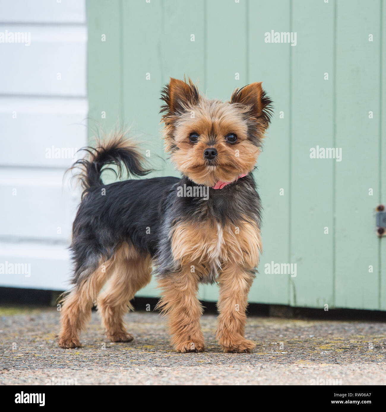 Yorkshire Terrier Foto Stock