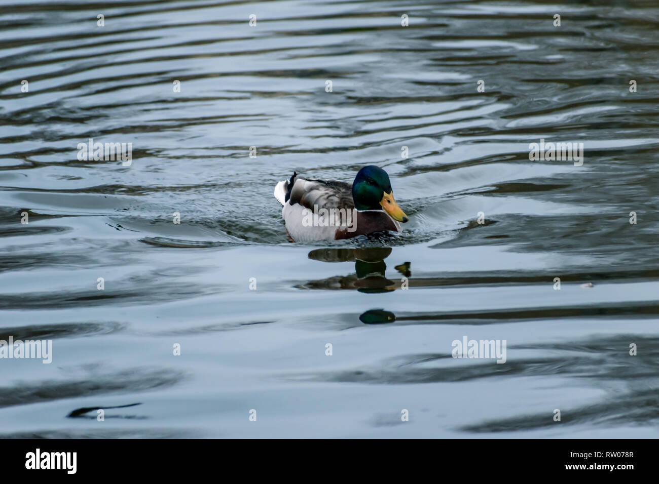 Maschio di Mallard duck nuoto su acqua increspata Foto Stock