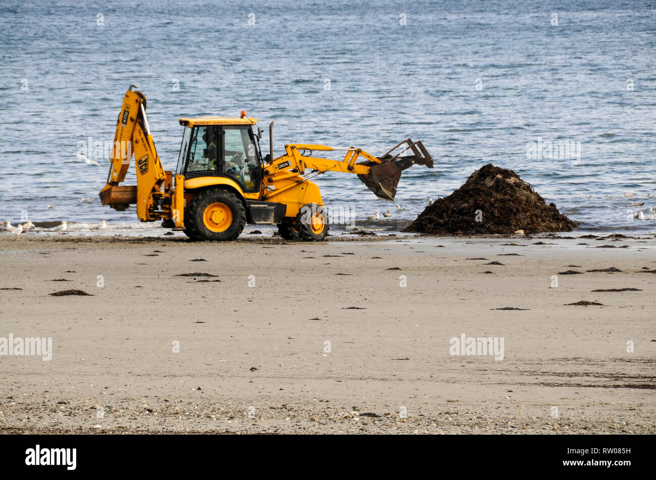 Un trattore di puntellamento delle alghe marine è preso il mare sulla spiaggia di Douglas, capitale dell'isola nell'Isola di Man, Gran Bretagna. Le alghe è poi Foto Stock