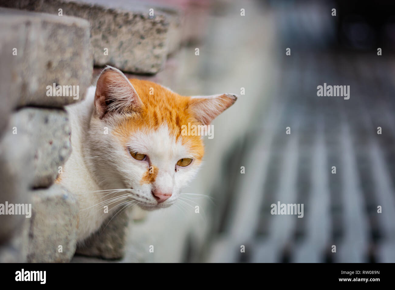 Bianco-e-ginger gatto sembra da dietro un muro grigio e guarda avanti, gatto ha gli occhi gialli, grigio sfondo sfocato Foto Stock