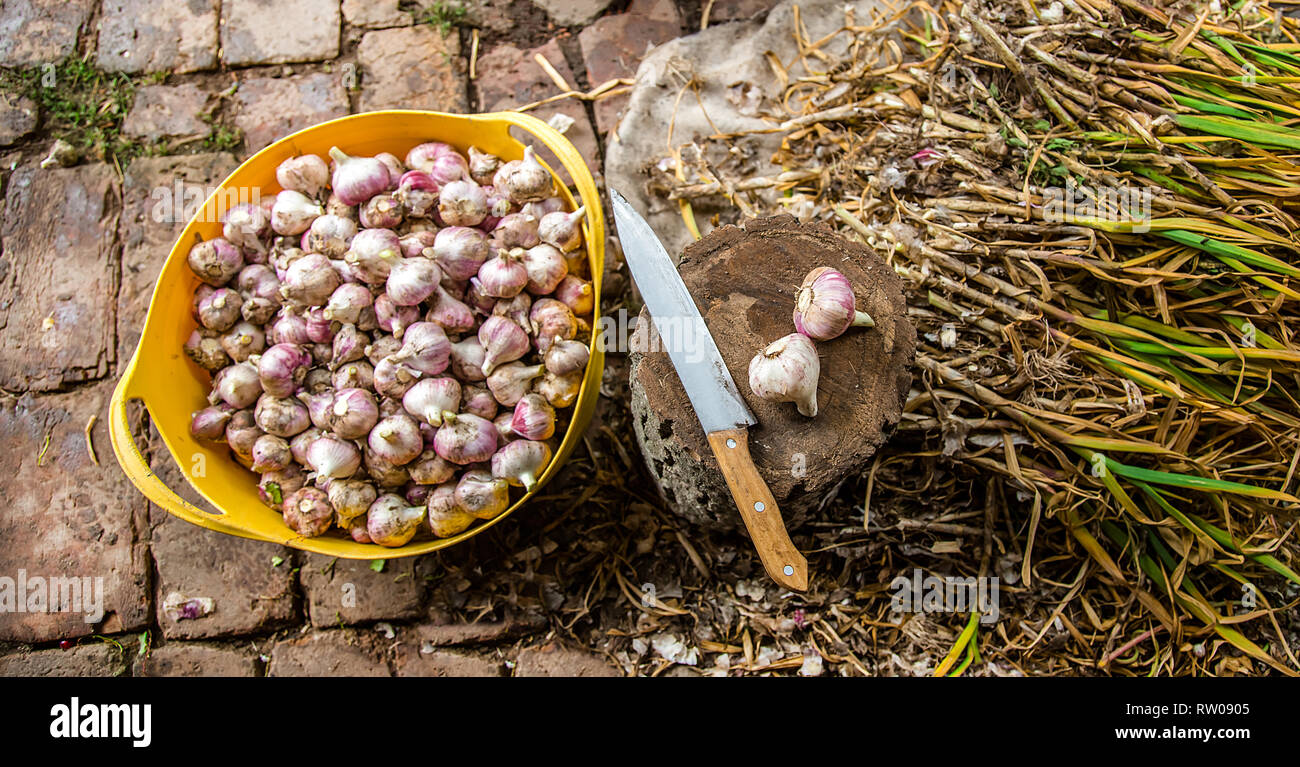 La raccolta, l'essiccazione e lavorazione aglio in azienda, per comodità utilizzando un coltello e un moncone di legno. Coltivazione biologica di verdure nel campo. Foto Stock