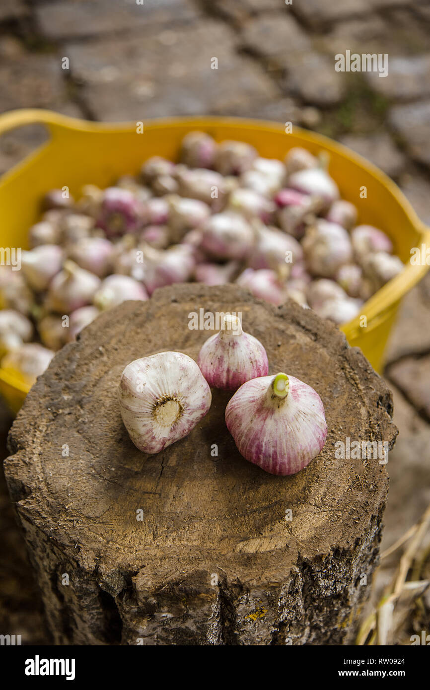 La raccolta, l'essiccazione e lavorazione aglio in azienda, per comodità utilizzando un coltello e un moncone di legno. Coltivazione biologica di verdure nel campo. Foto Stock