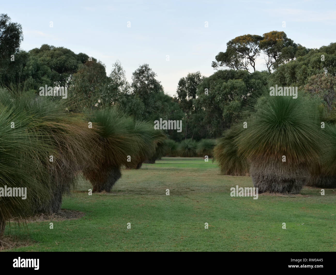 Un viale di alberi di erba o Xanthoohoea, nel Parco Sandalford, Beldon, un sobborgo di Perth, WA, Australia, insieme con altre piante autoctone e alberi Foto Stock