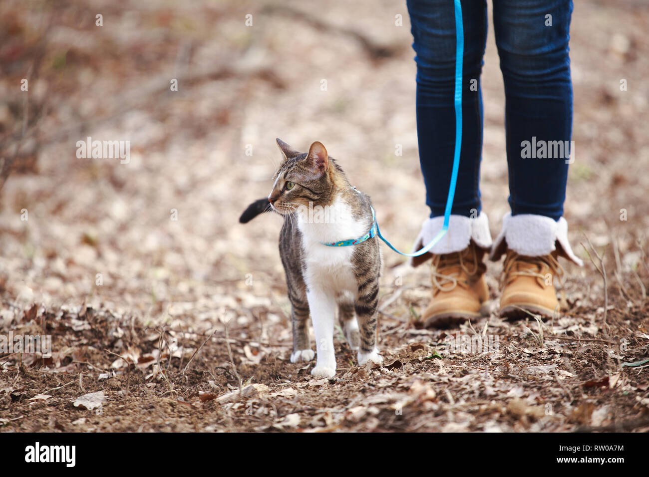 Donna proprietario walking cat al guinzaglio all'aperto in natura Foto Stock