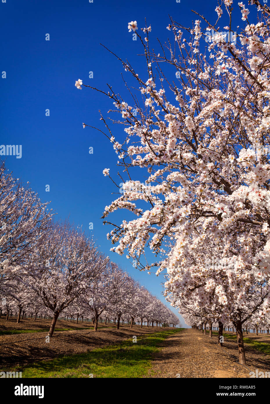 Un bello e colorato Cherry Orchard in fiore, vicino a Cordoba, Andalusia. La Spagna è il secondo più grande produttore di ciliegie in Europa e th Foto Stock
