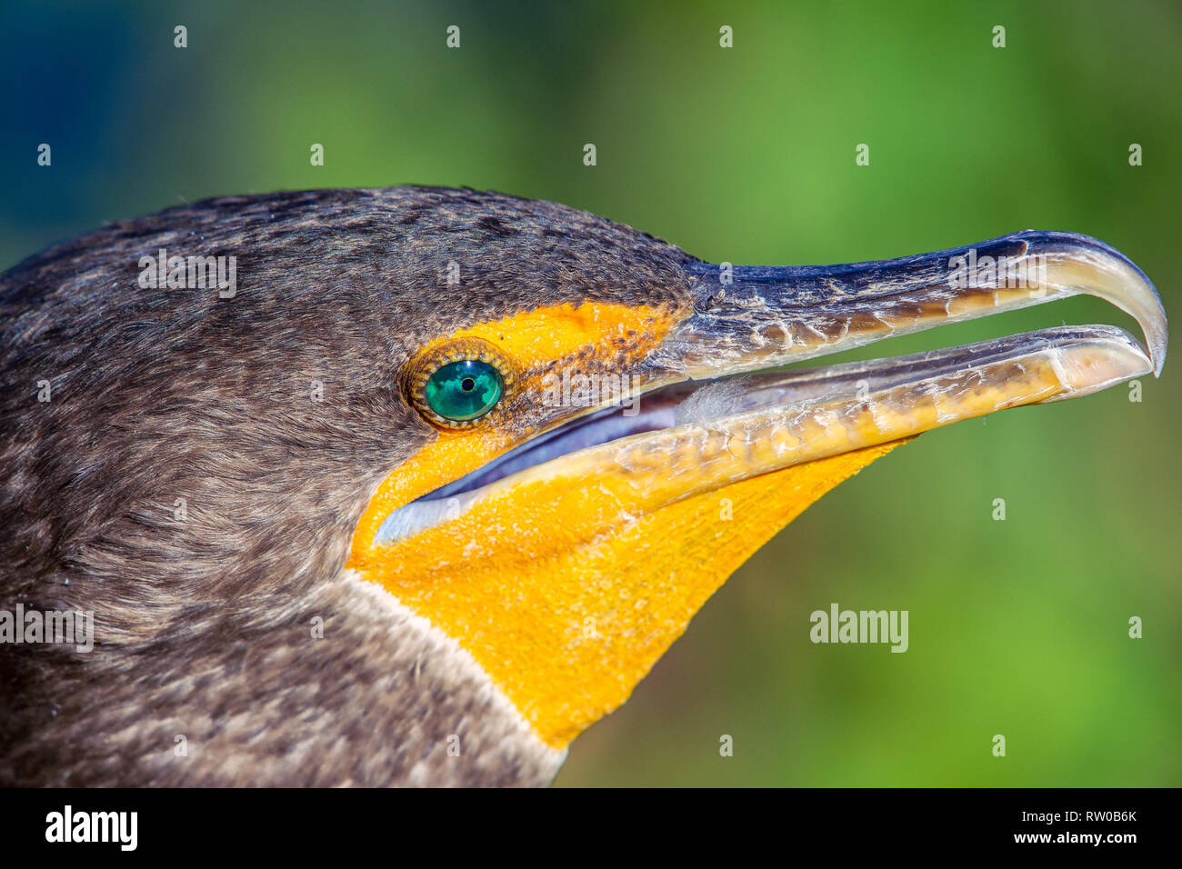 Double crested cormorano (Phalacrocorax auritus) closeup ritratto. Anhinga trail nel parco nazionale delle Everglades. Florida. Stati Uniti d'America Foto Stock