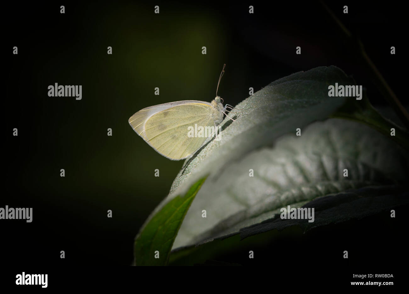 Il cavolo bianco butterfly Sarcococca rapae - appoggiata su una foglia, su uno sfondo verde scuro Foto Stock