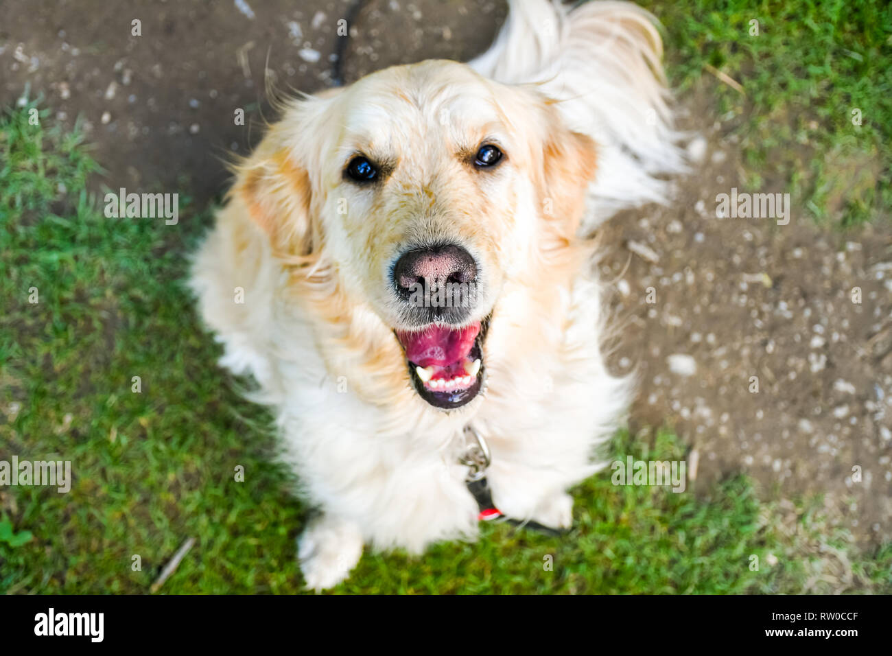Divertenti cane sorridente con naso rossastro cercando mentre è seduto su un sentiero Foto Stock
