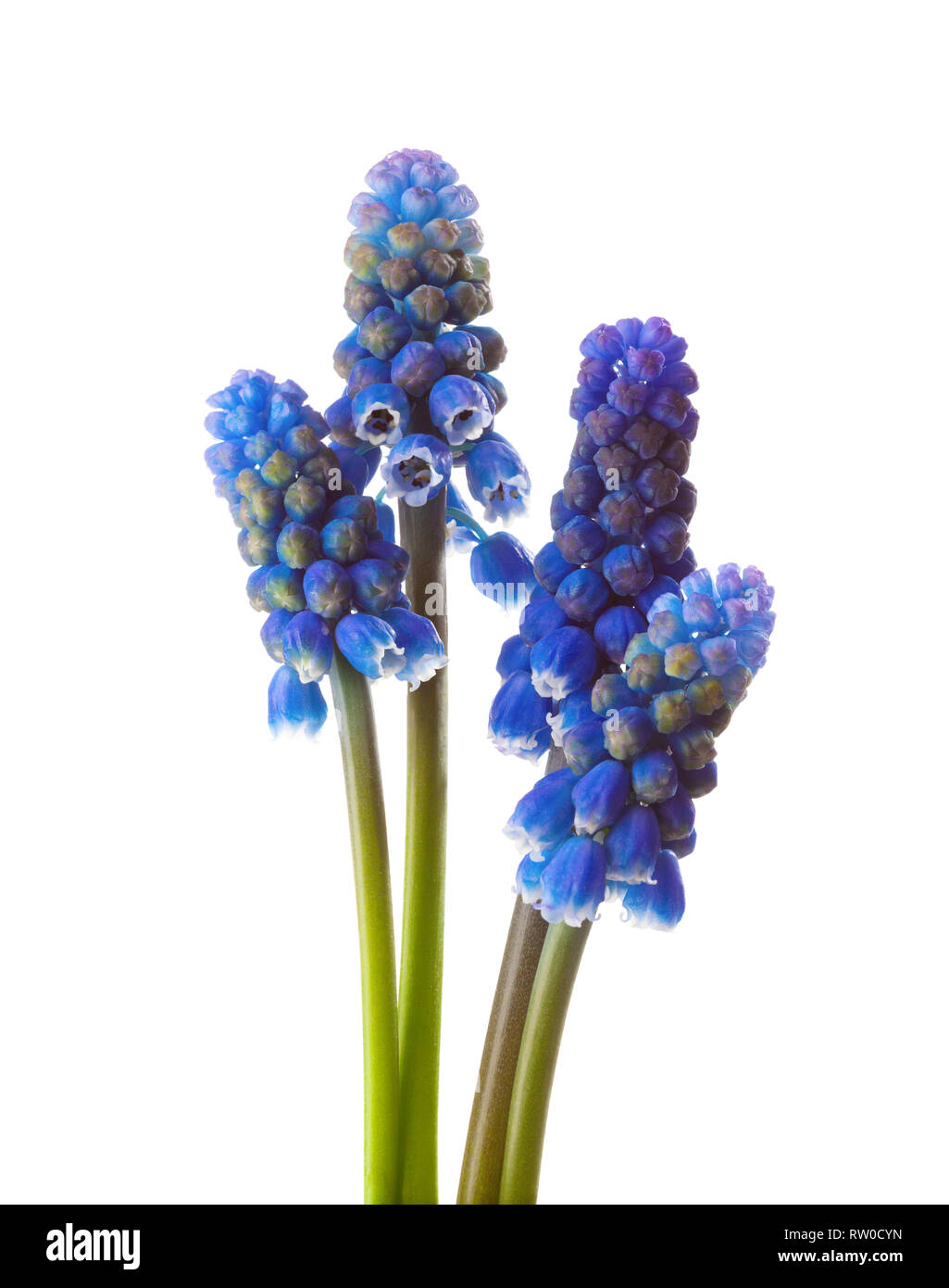 Quattro fiori di uva Giacinto isolati su sfondo bianco. Foto Stock