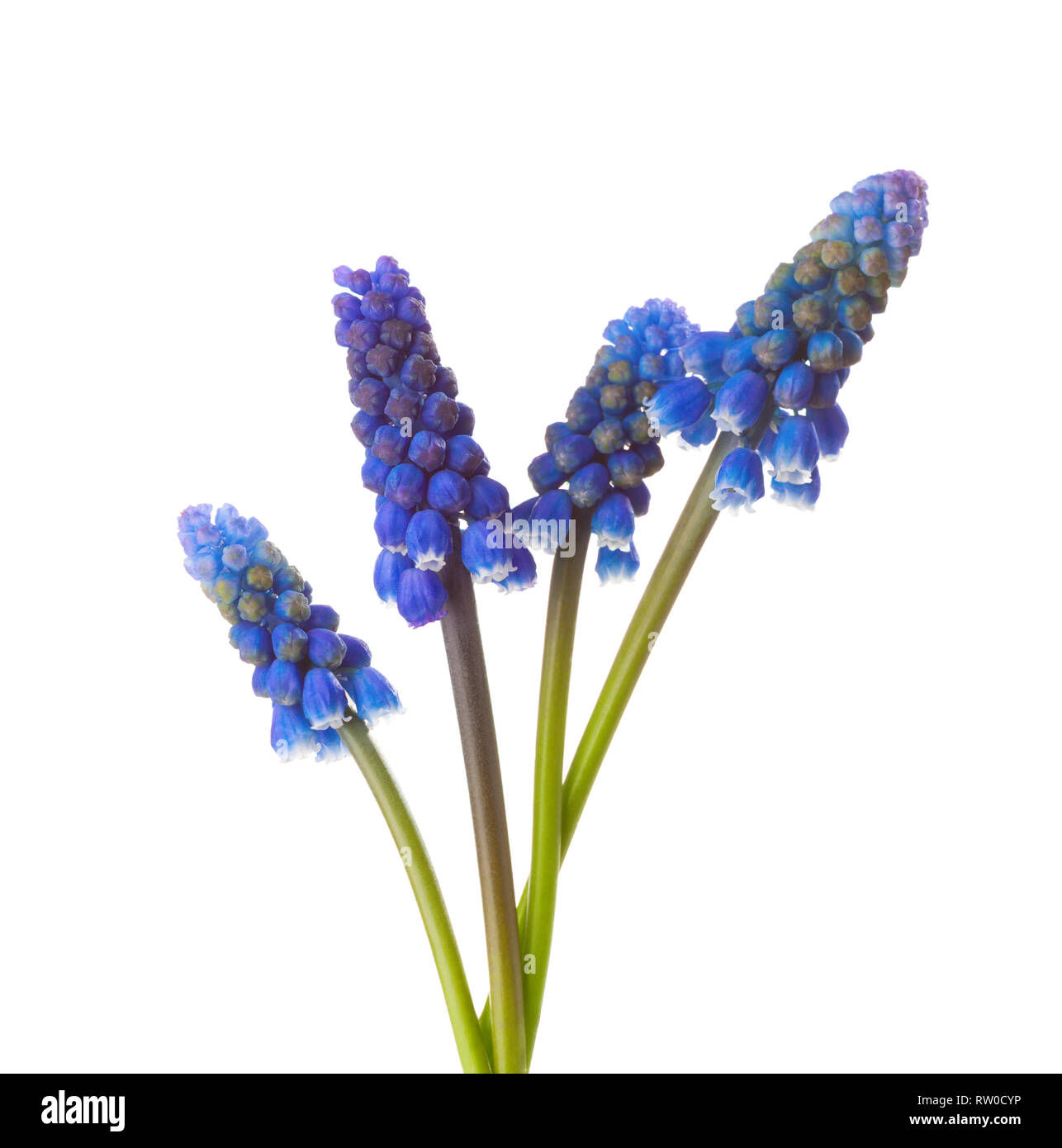 Quattro fiori di uva Giacinto isolati su sfondo bianco. Foto Stock