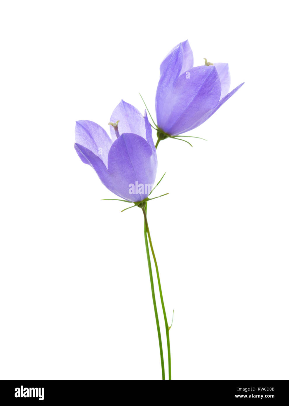 Due campanule isolati su sfondo bianco. Foto Stock