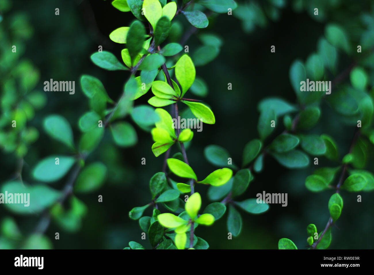 Primo piano su piccole foglie verdi, sfondo perfetto della natura, messa a fuoco selettiva Foto Stock