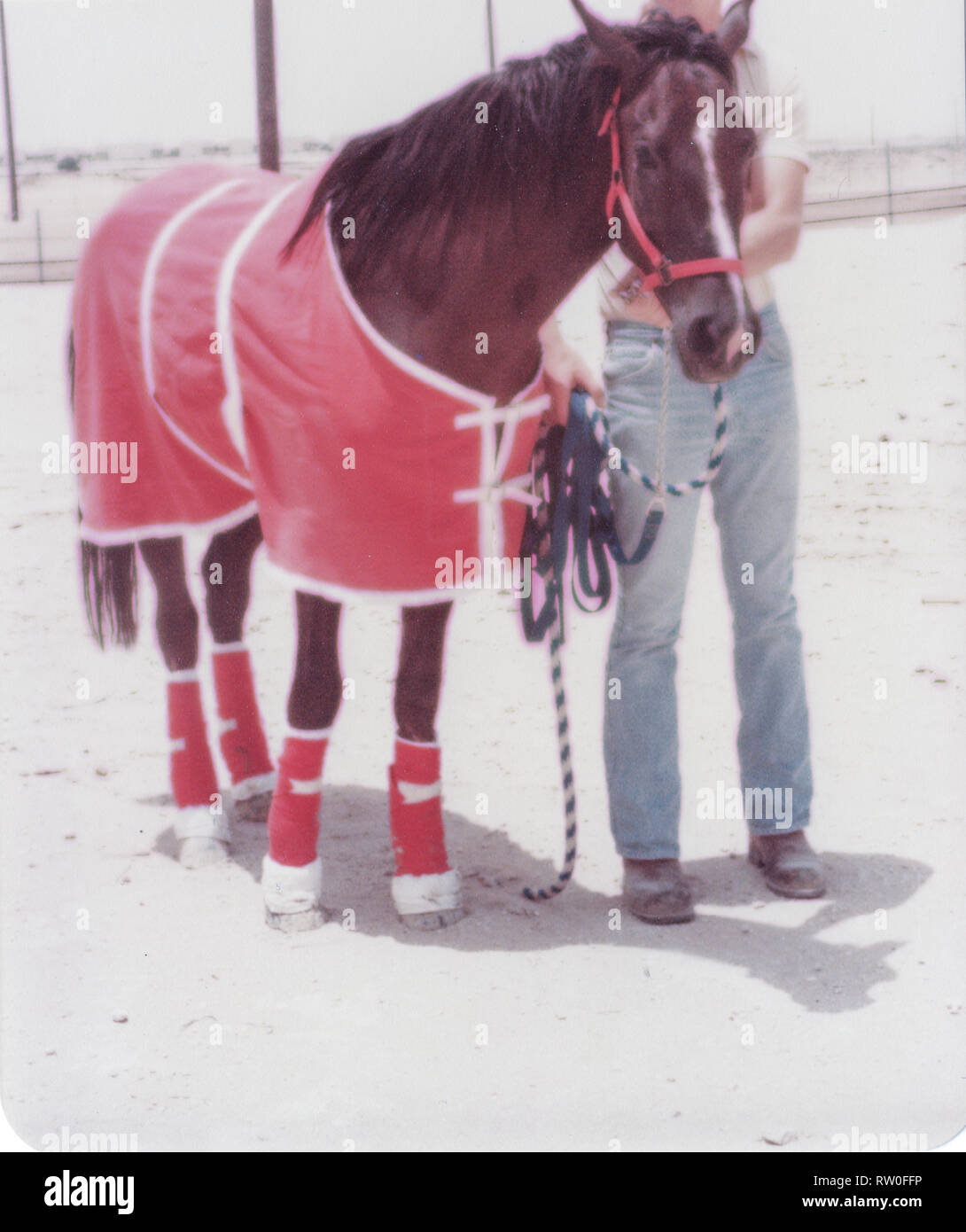 Acquisto e trasporto di un castagno scuro stallone arabo da Al-Qatif / Qatif, Provincia Orientale, Arabia Saudita di Abqaiq, un Aramco composto nel 1983. Foto Stock