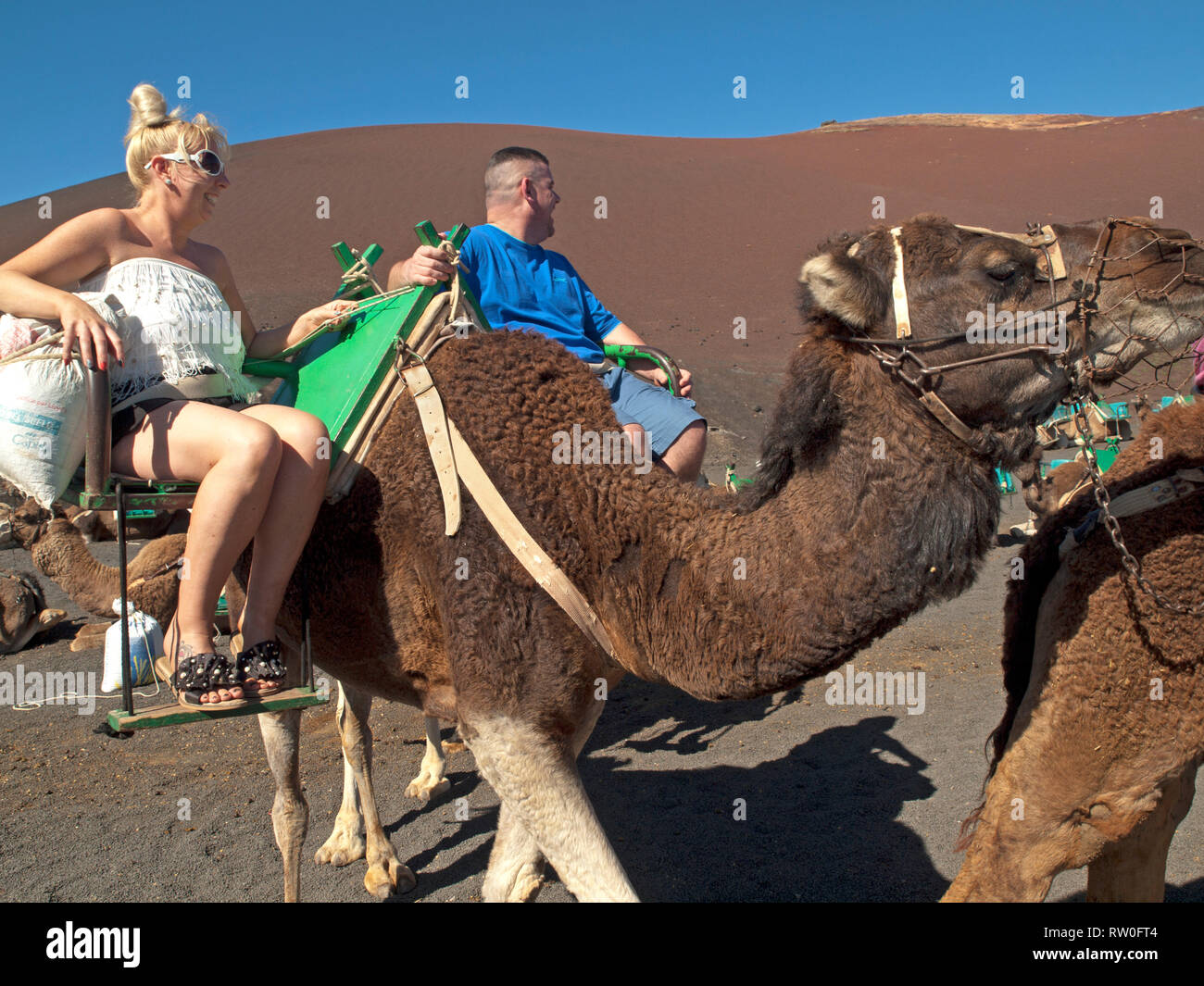 A dorso di cammello nell'isola di Lanzarote Foto Stock