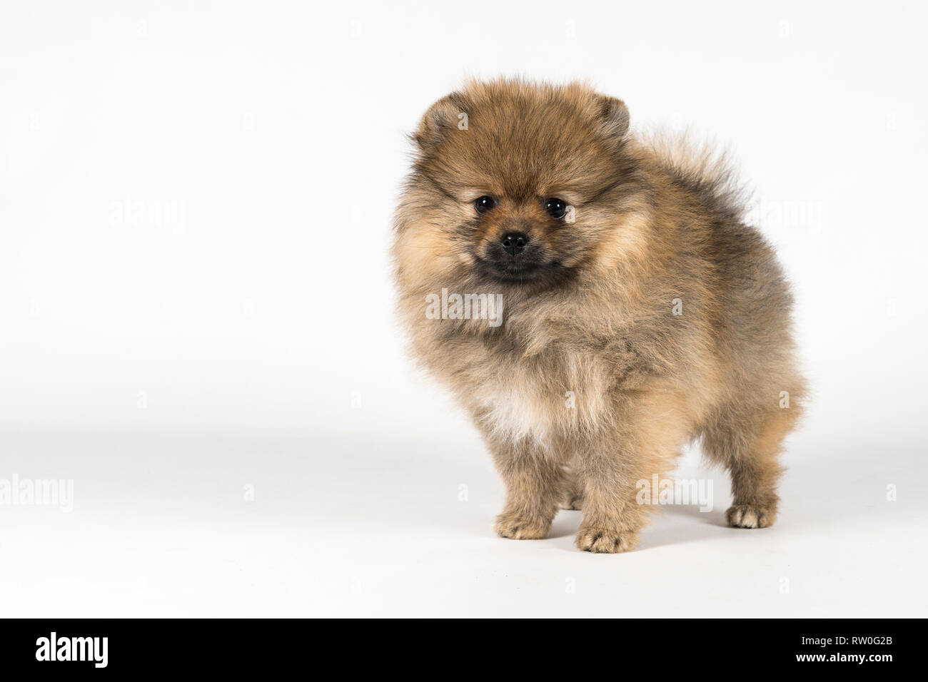 Piccolo Pomerania cucciolo in piedi isolato su un bianco e lo sfondo grigio Foto Stock