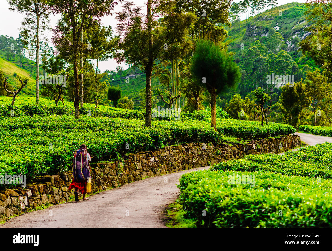 La piantagione di tè picker sul modo di lavorare in Haputale, Sri Lanka Foto Stock