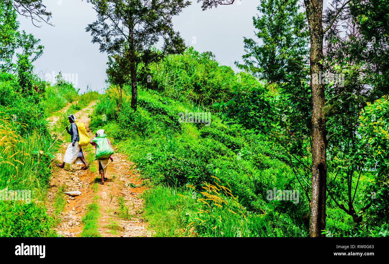 Vista sul tè lavoratore presso la piantagione di tè nexto ad Ella, Sri Lanka Foto Stock