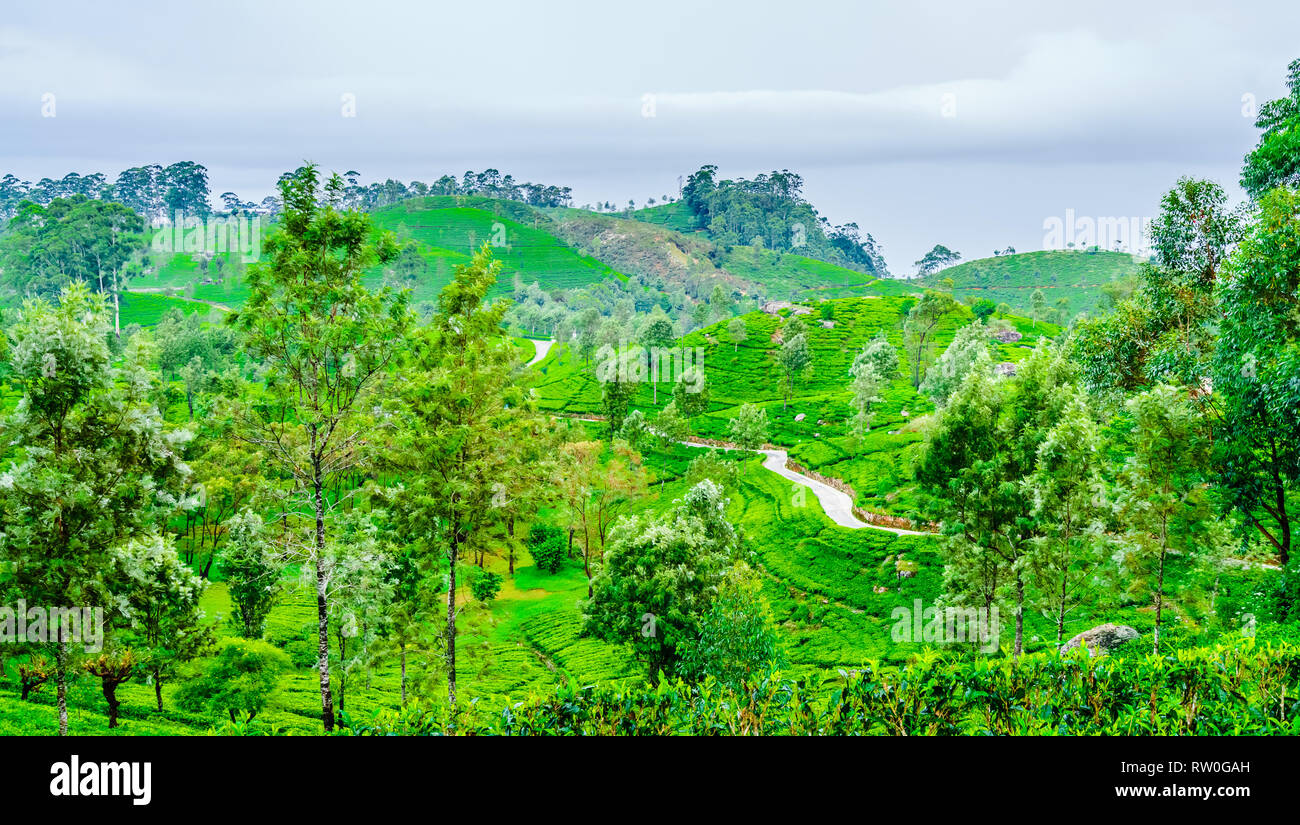 Vista sulla piantagione di tè accanto a Haputale, Sri Lanka Foto Stock