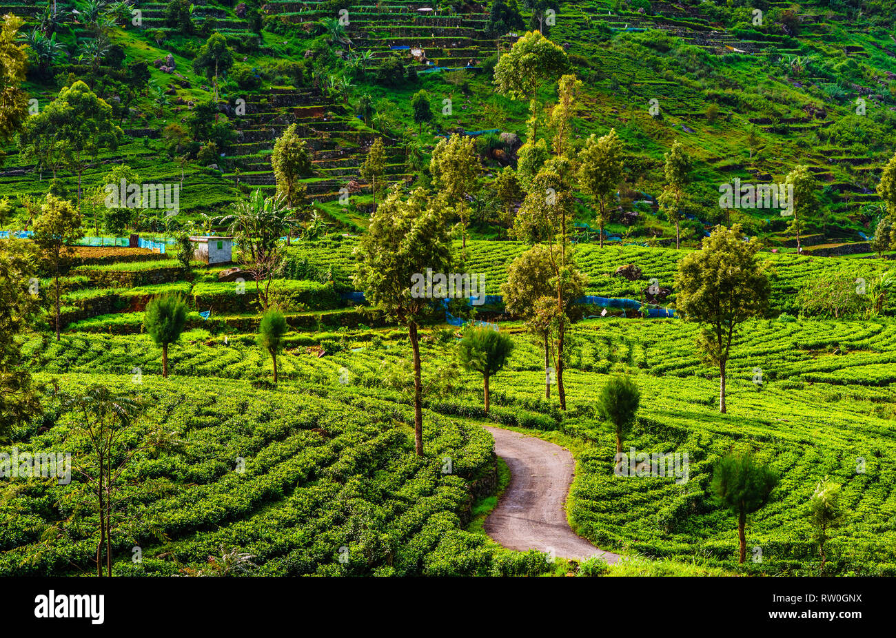 Vista sulla piantagione di tè accanto a Haputale, Sri Lanka Foto Stock