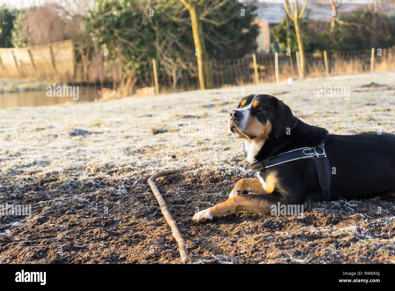 Maggiore Swiss Mountain cane in attesa di un comando dal suo trainer su un giorno di inverno Foto Stock