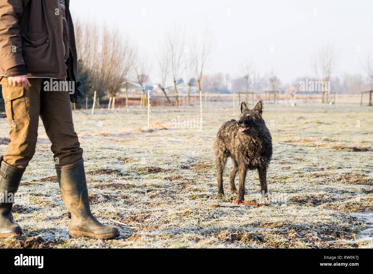 Filo olandese dai capelli cane pastore in attesa di un comando da un trainer su un giorno di inverno Foto Stock