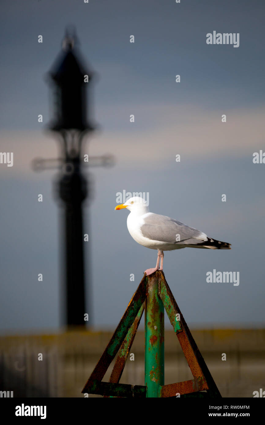 Seagull,aringhe,gull,sat,a,top,d,post,a,luce,dietro,it,l'attesa,a,essere,alimentato,cibo,l'alimentazione, Foto Stock