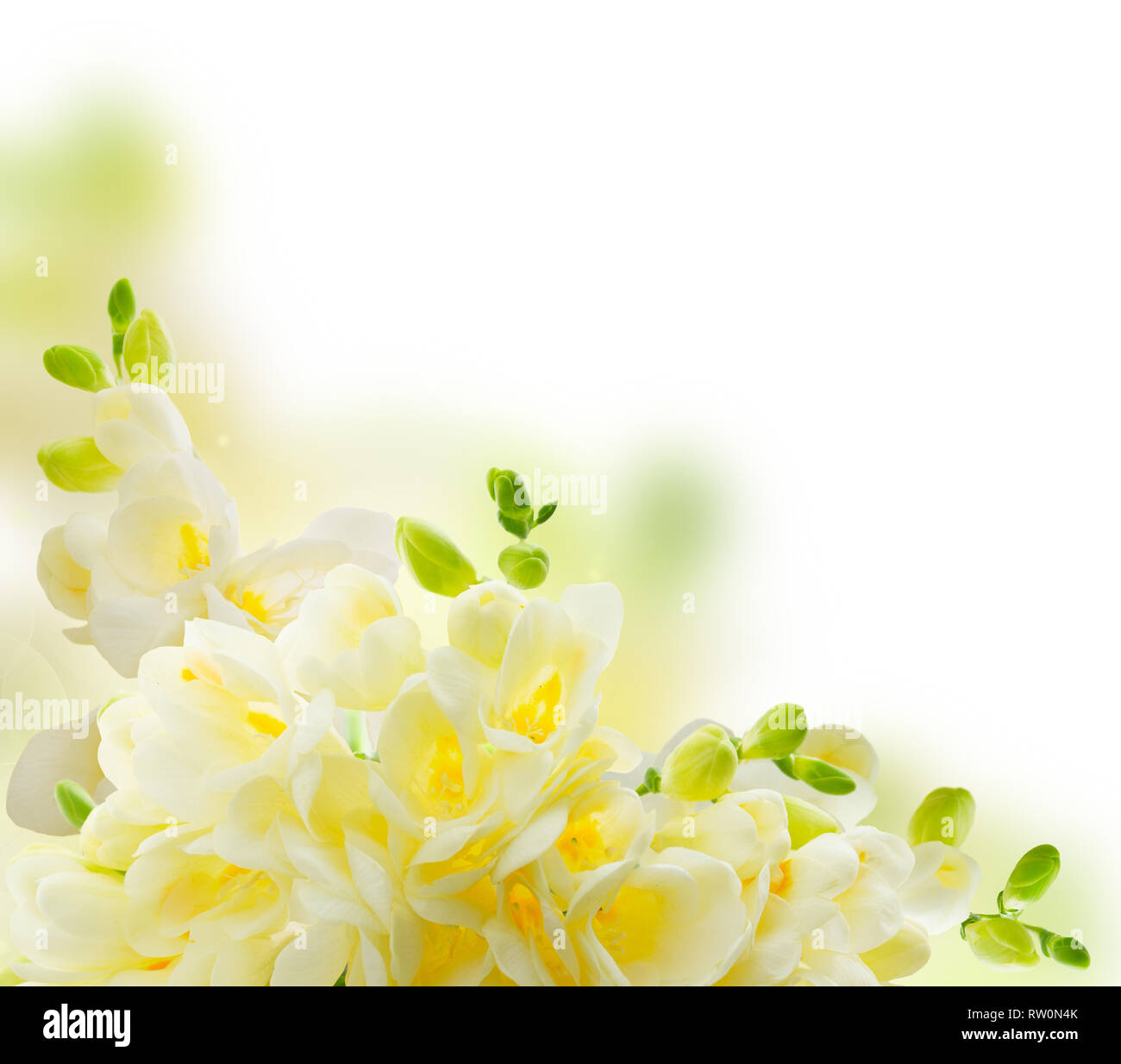 Freeseia fiori freschi Foto Stock