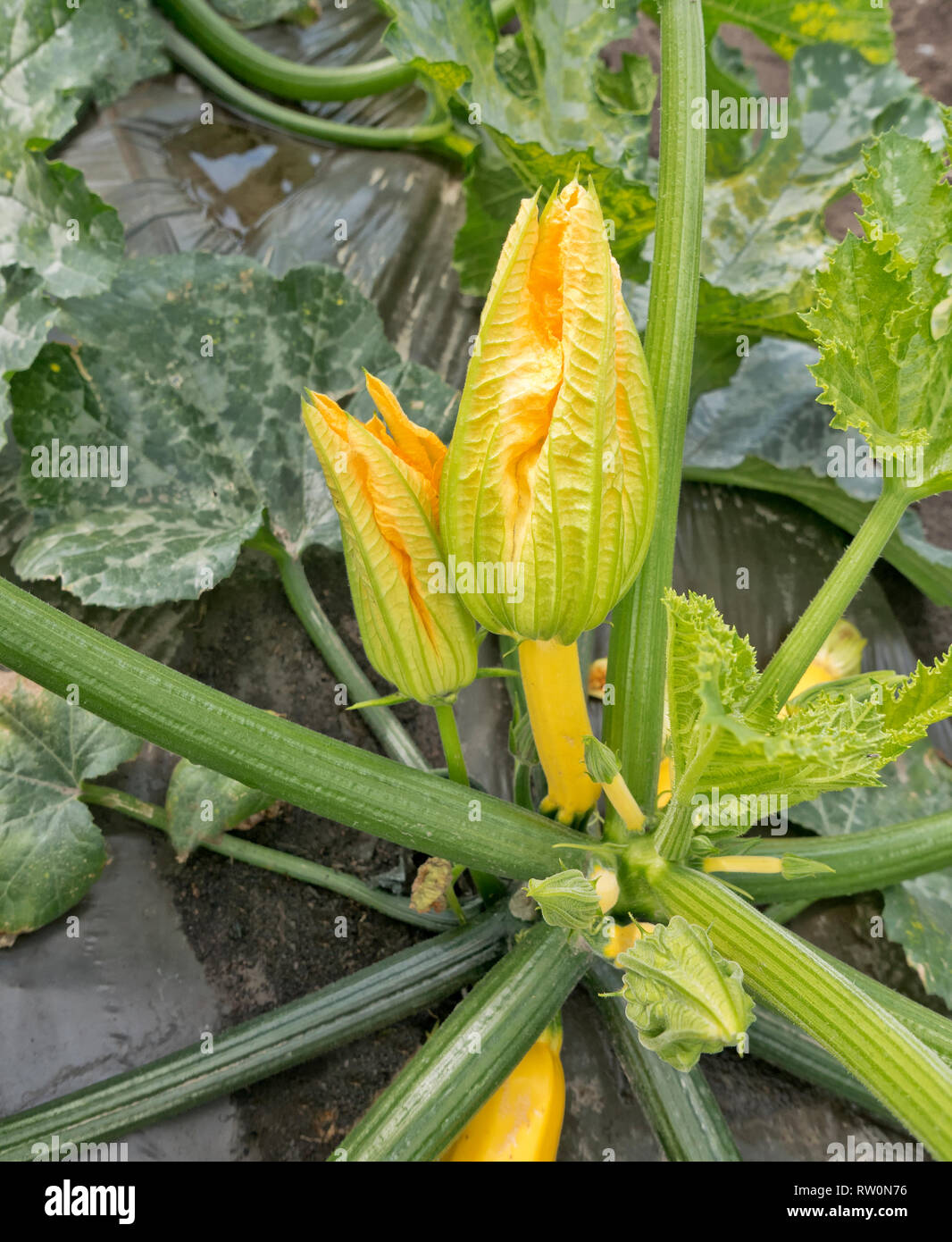 Zucchine " Cucurbita pepo" impianti, set di frutta, maschio e femmina fiori sullo stesso impianto, in crescita nel campo di piantare. Foto Stock