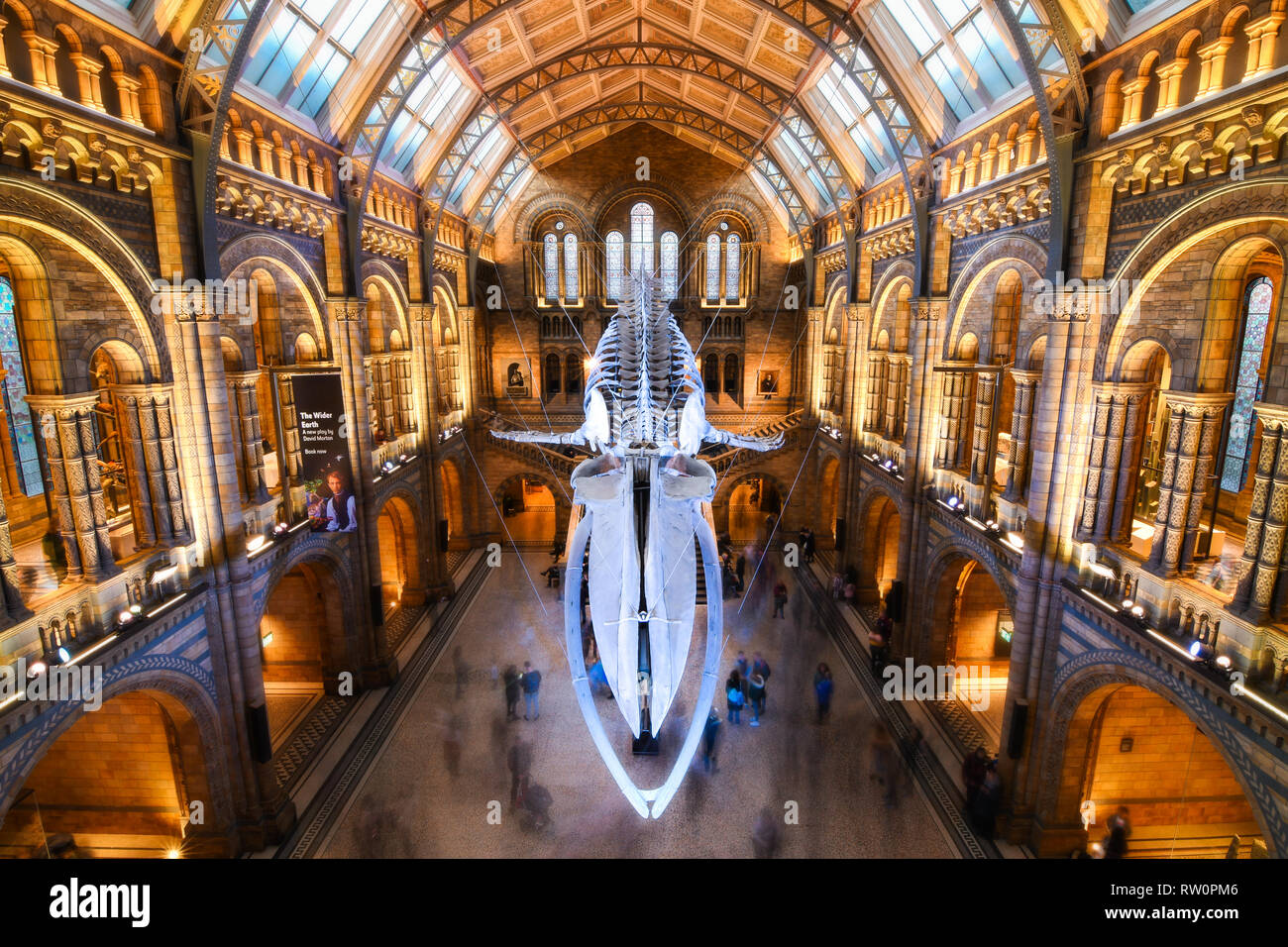 London Natural History Museum Architettura Interni balena blu 2018 11 17 Foto Stock