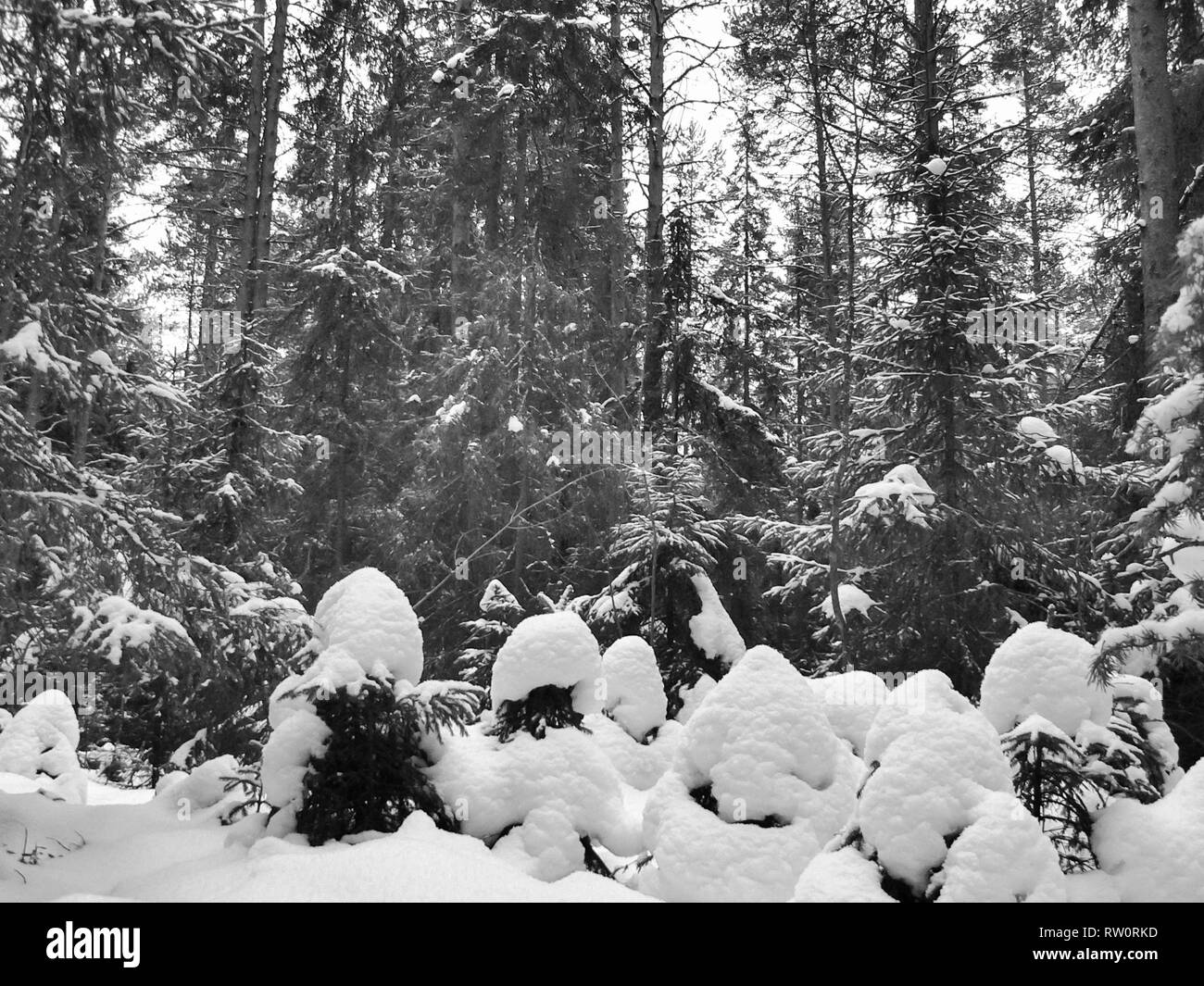 Foresta Invernale Sulla Neve La Bellezza Della Natura In Inverno Foto Stock Alamy