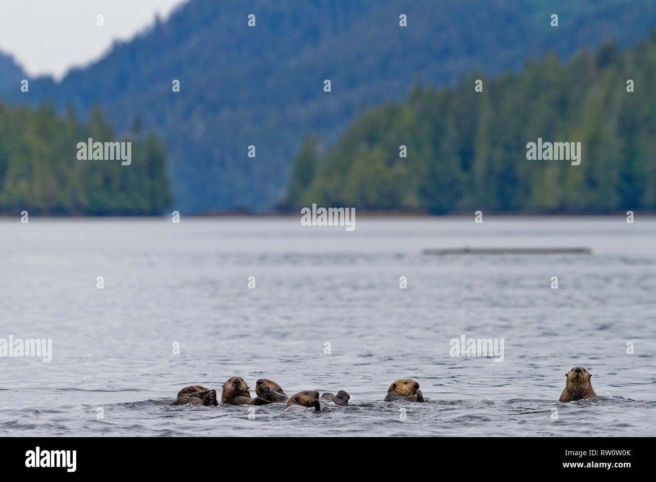 Zattera di le lontre marine alla deriva nel suono Quatsino lungo la Western Vancouver Island litorale, British Columbia, Canada. Foto Stock