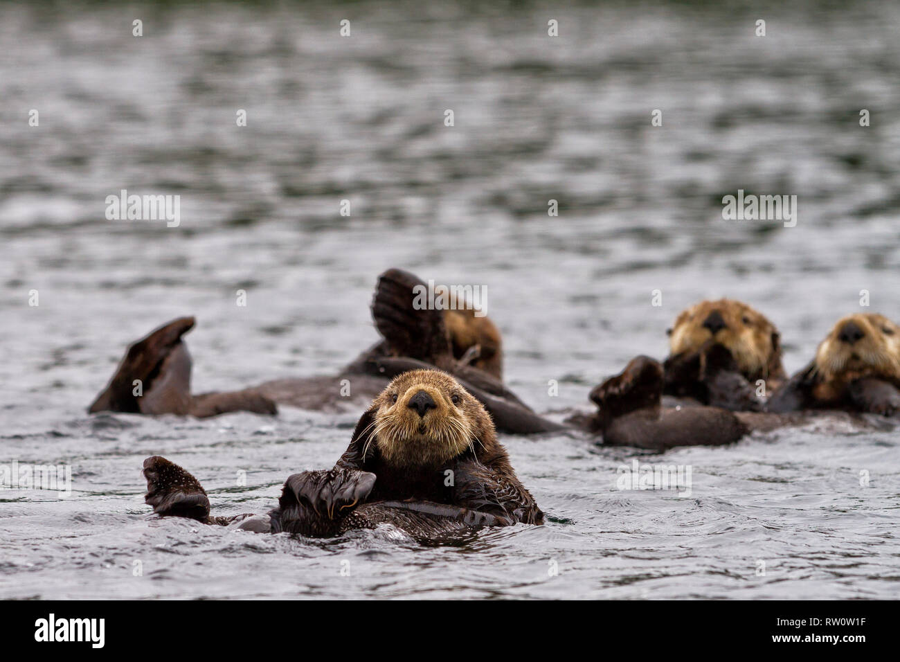 Una zattera di le lontre marine alla deriva nel suono Quatsino lungo la Western Vancouver Island litorale, British Columbia, Canada. Foto Stock