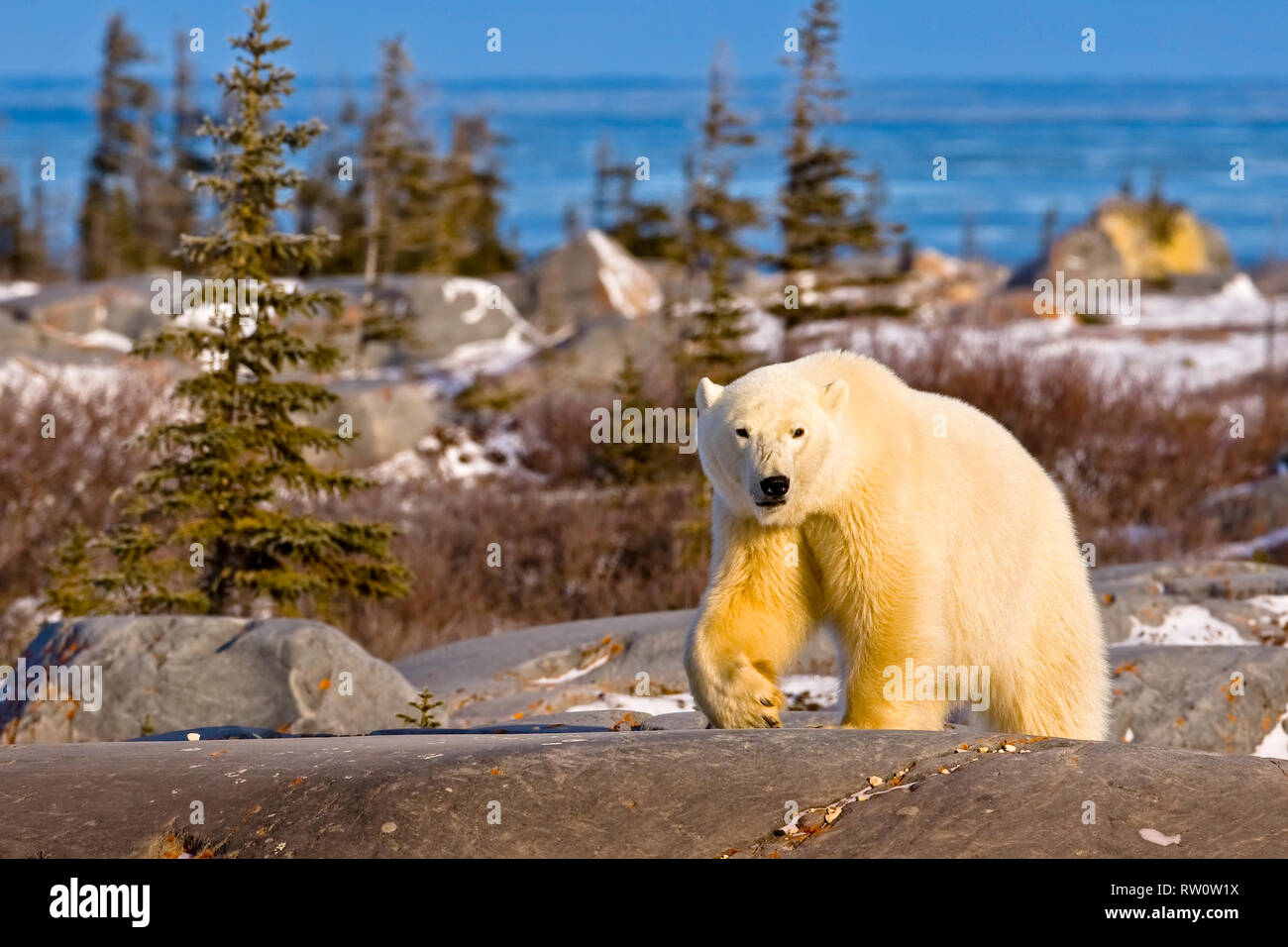 Orso polare, Ursus maritimus, nei pressi della Baia di Hudson, Churchill, Manitoba, Canada. Foto Stock