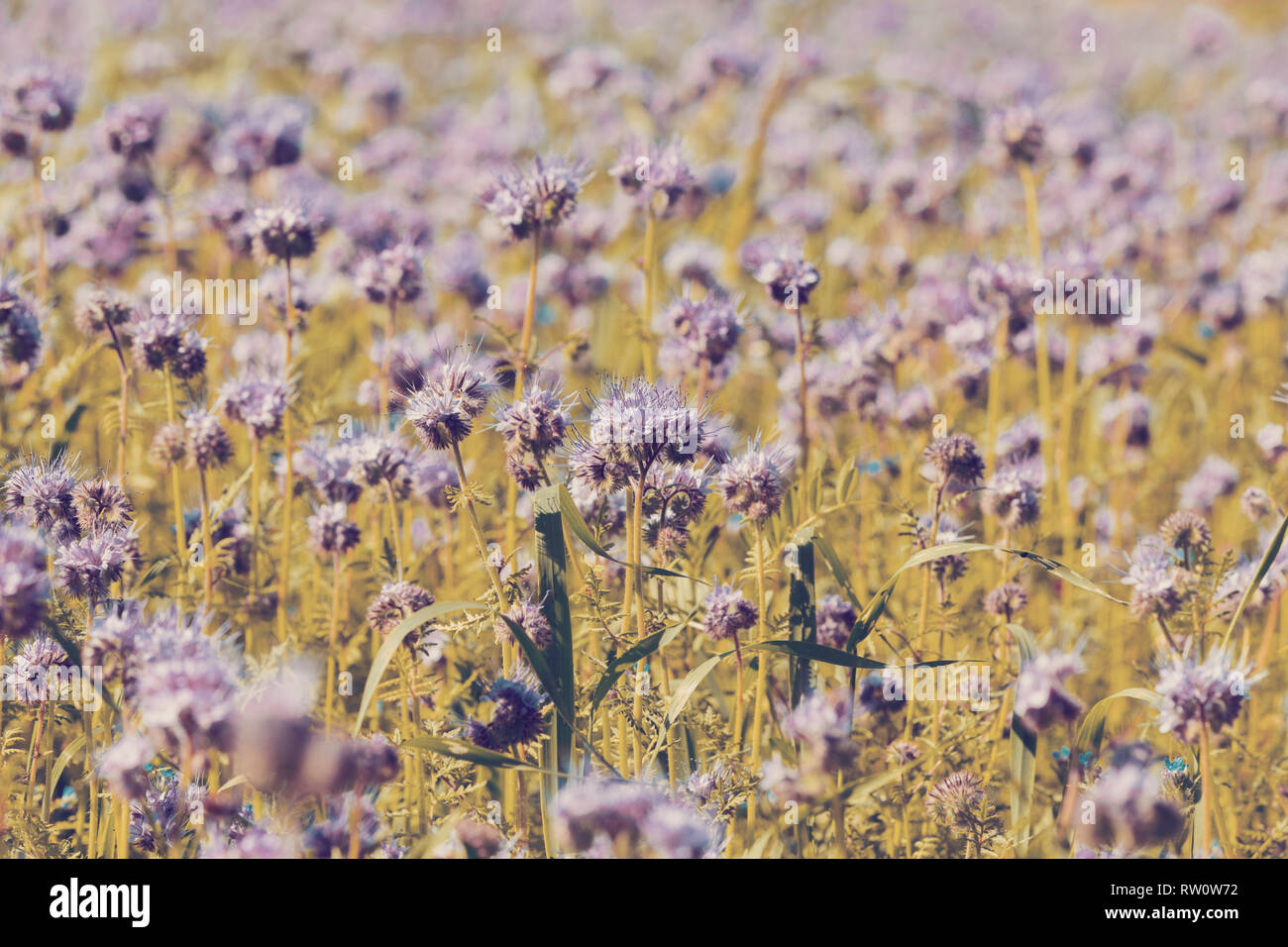 Phacelia tanacetifolia campo, scena di campagna. Phacelia è conosciuta con i nomi comuni di lacy phacelia, tansy blu o porpora tansy Foto Stock