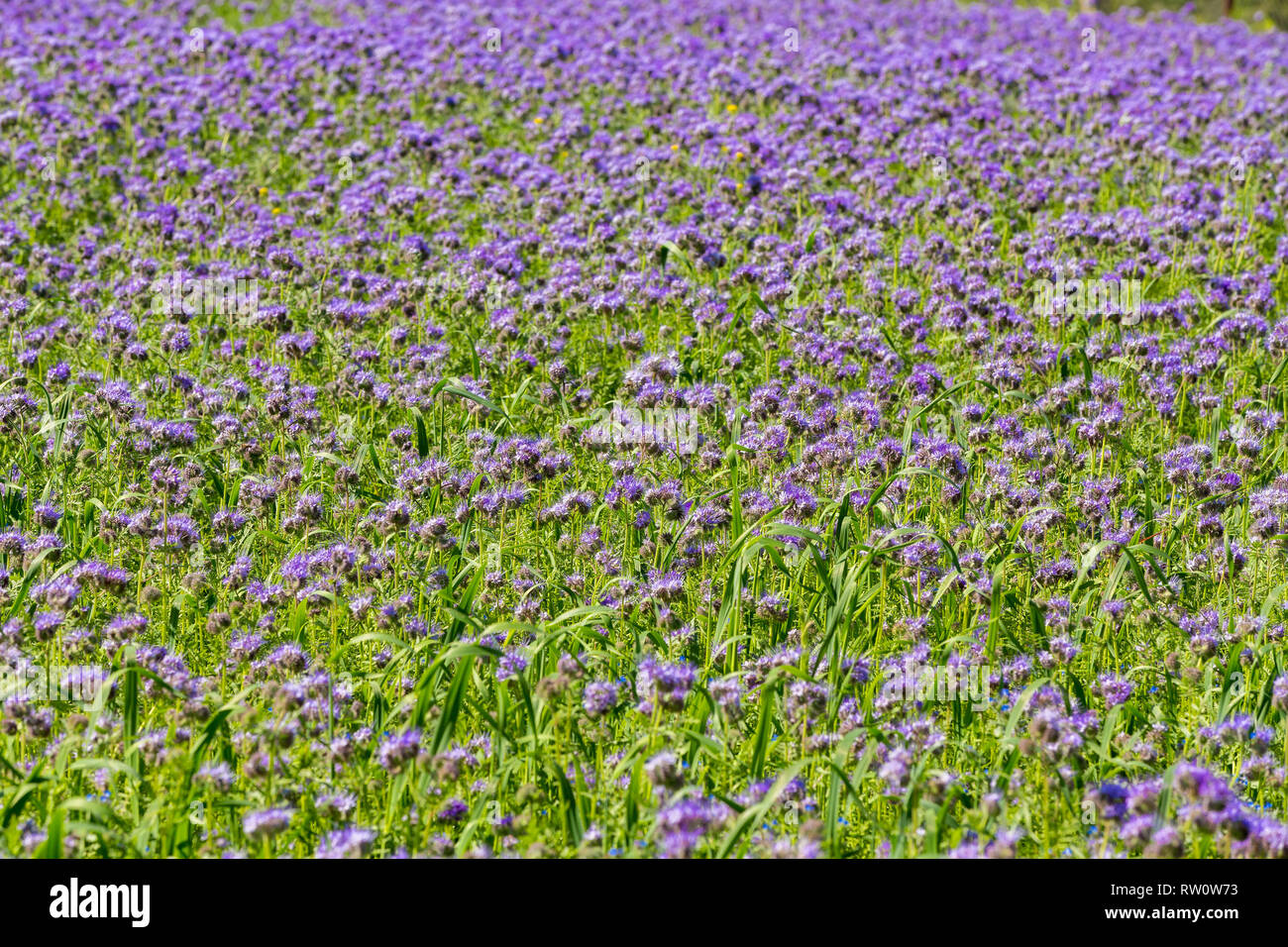 Phacelia tanacetifolia campo, scena di campagna. Phacelia è conosciuta con i nomi comuni di lacy phacelia, tansy blu o porpora tansy Foto Stock