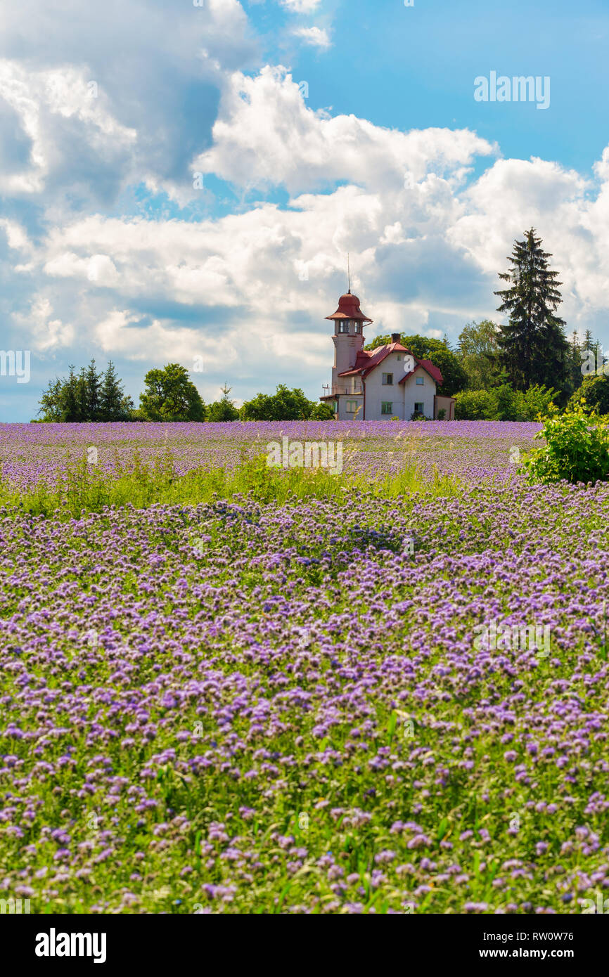 Phacelia tanacetifolia campo, scena di campagna. Phacelia è conosciuta con i nomi comuni di lacy phacelia, tansy blu o porpora tansy Foto Stock