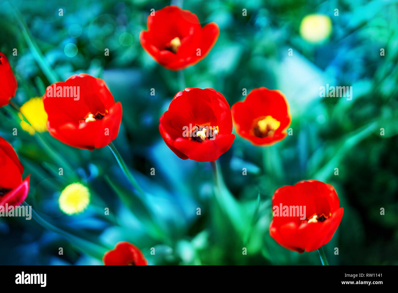 Splendida fioritura tulipes rosso in natura su un sfondo turchese con soft focus macro. Luminose colorate immagine artistica, sfondo floreale per Foto Stock