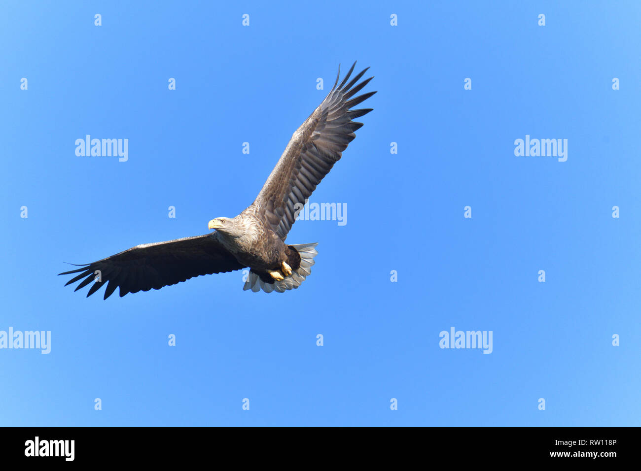 White-tailed eagle, Haliaeetus albicilla, gli uccelli rapaci Foto Stock