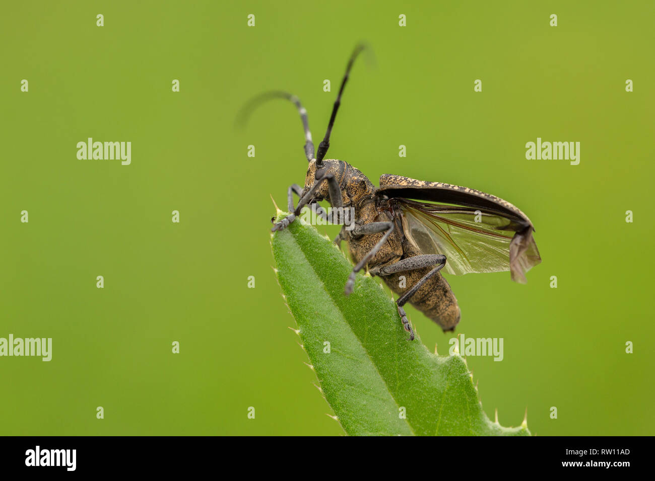 Di piccole dimensioni e di colore bianco-marmorated long-cornuto beetle Monochamus sutor in Repubblica Ceca Foto Stock