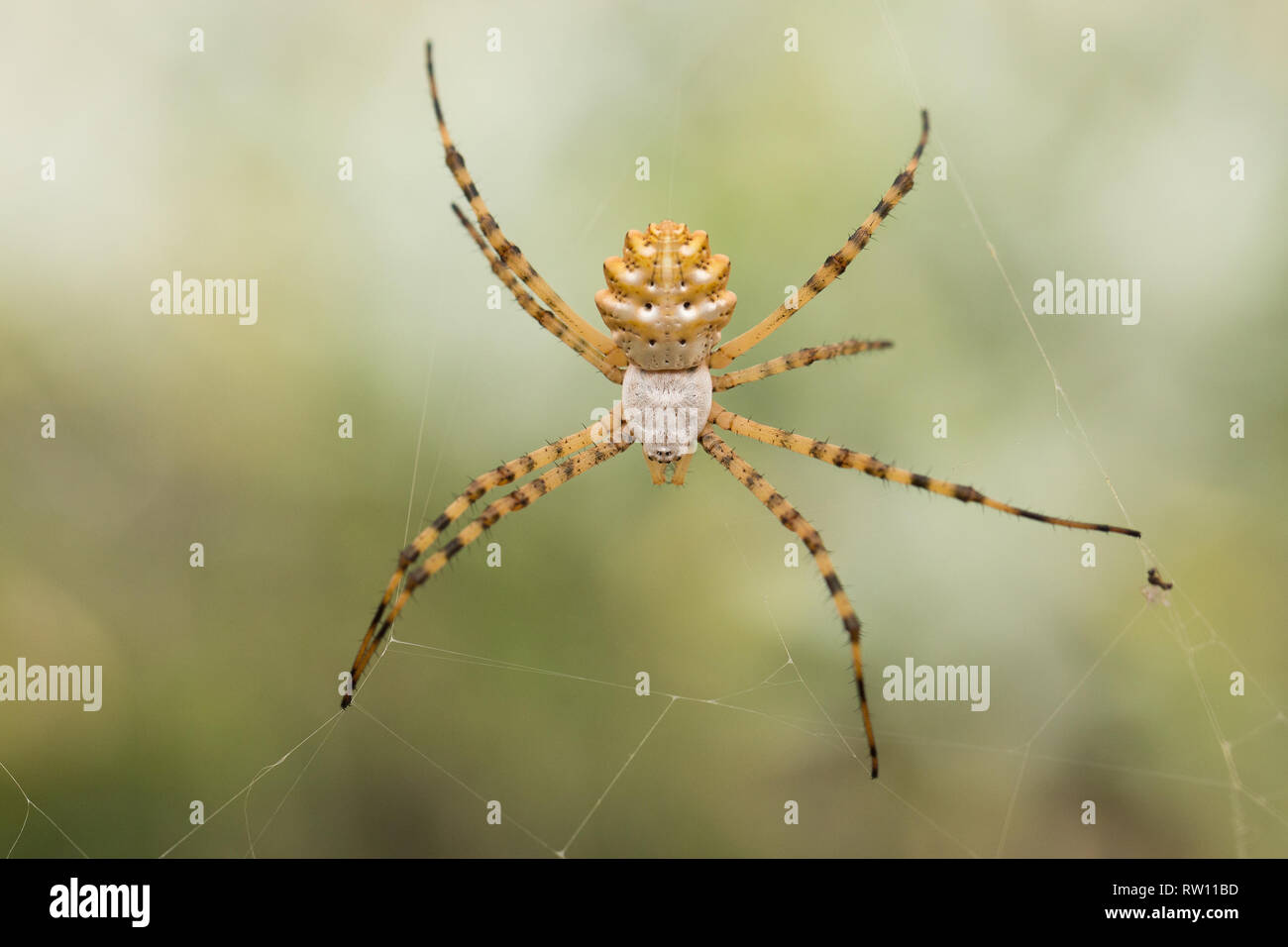 Bella Spider Argiope lobata in Croazia, Krk Foto Stock